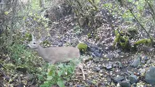 Deer crossing dry creek bed