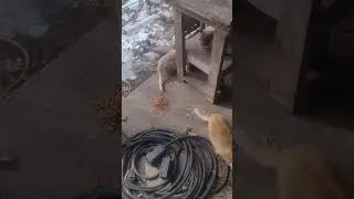 Куда я дел эту мультиварку?! #кошачиймир #дикиекошки #кошки