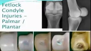 Diagnosing Horse Lameness - Part 8