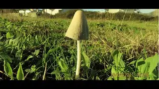 Hare's foot inkcap  Coprinopsis lagopus  Greece  by  Theo Fotiadis
