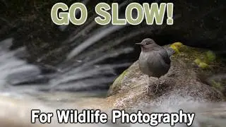 Slowing Your Shutter Speed with Wildlife