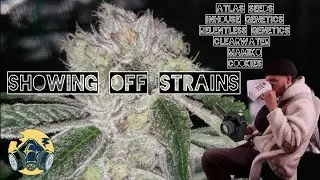 NIGHT SHOTS | SQUARE 1 GENETICS | ROBINHOOD SEEDS | INHOUSE GENETICS | AUTOPOTS | ATHENA | FCE8000