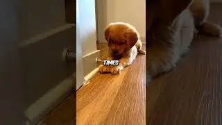 Curious puppy❤️