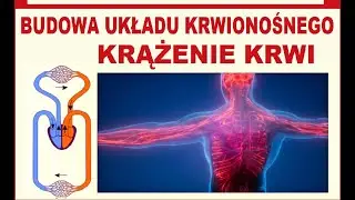 Krążenie krwi. Obieg krwi. Budowa układu krwionośnego