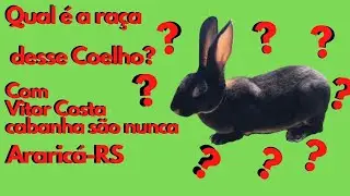 Coelho Rex, mini Rex e Rex miniatura