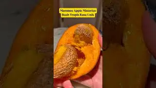 Mammee Apple⁉️ Buah Tropis Misterius dengan Rasa Manis-Asam Unik‼️