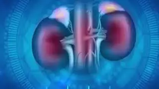 Kidney ki filter