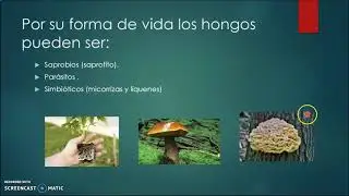 Hongos y sus generalidades