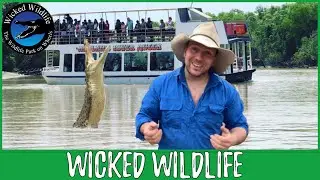 Crocodile Feeding Cruises - Are They a Good Idea?