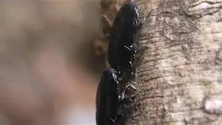 オオヒラタエンマムシ Hololepta amurensis の求愛行動（Ⅱ）