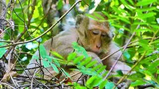Baby Monkey Blaze reunion with his mom Brinn