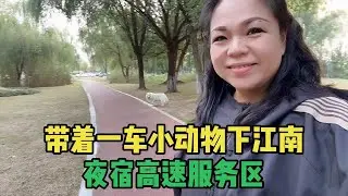 开着房车下江南，夜宿安徽吕望服务区，投喂完流浪猫还洗了个澡#房车旅行#生活vlog日常记录