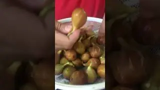 SomeAntics with Krisha & Frank eating figs, recording a podcast, and going live on Instagram
