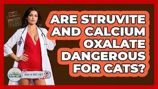 Are Struvite And Calcium Oxalate Dangerous For Cats? - Ask A Pet Vet