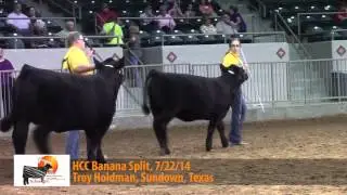 Bred & Owned Limousin Heifers 2015 Tulsa Time NJLSC