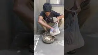 how to make live food for chicks #viralshort #birds #cheenaaseel #aseelchick #shamoaseel