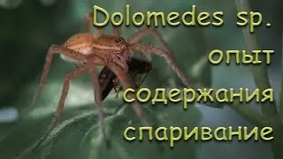 Паук Dolomedes sp. опыт содержания, спаривание (Охотник полосатый или Охотник каёмчатый)