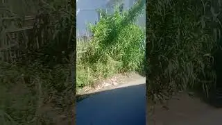 Une petit blade tarihant boudjima