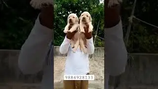dog for sales chennai india Lab puppy for sale