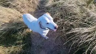 ##sky #clouds #walkwithme #dogwalk #dunes #grasses 