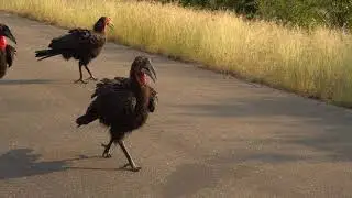 Five Southern Ground Hornbills going for a run in Kruger National Park