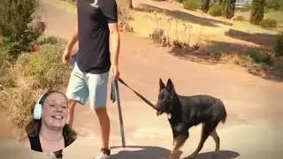 Ineffective Dog Training Methods: Why Leash Corrections Don&rsquo;t Work | Abbey Rose Reacts