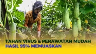 Mentimun Semi F1 Budidaya Timun Lalap Yang Baik Dan Benar Dari Awal Sampai Akhir Di Dataran Rendah