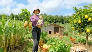 Harvest, Sell, And Cook With: Korean Radish, Sugarcane, Eggs, And Lime &ndash; Plant & Care For Vegetables
