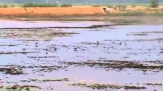 Melakartha Raga Chakravakam