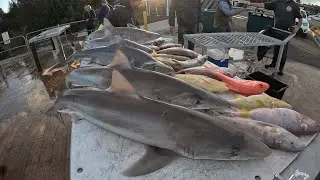 Fishing Portland with Salty Dog Charters.