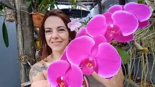 COMO recuperar ORQUÍDEA DOENTE🌹