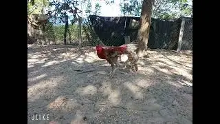 X&Aacute;M HUNG HĂNG #entertainment #rooster #pets #pet #animals #love #nice #cute#chicken