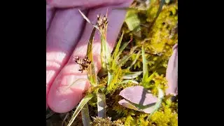 The common wood rush, Luzula multiflora.
