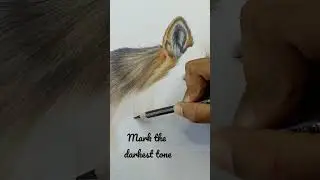 Quick Tutorial on drawing animal fur, wolf drawing with colored pencils #shorts #artvideos #wildlife