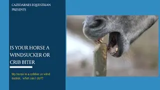 What is windsucking or crib biting, and what can I do?