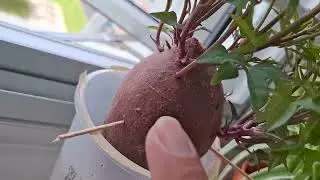 How I grow purple sweet potato slips