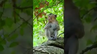 #TEAM #FAMILY #AMBER #GROUP #MONKEY #AT #BAYON #TEMPLE #Siem_Reap #2022