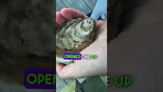 Best tasting Chesapeake Bay Oyster? #chesapeakebay #oysters #seafood #rawoysters