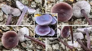 Pilzportrait - Lila Rettichhelmling, Gemeiner Rettichhelmling, Mycena pura | Prunulus purus