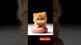 #red lovers all red animals #animals #cute #funny #cartoon #cat #mrbeast2 #mrbeast #donotmisstheart