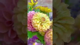 Top 5 easy annual cut flowers to grow in your home garden