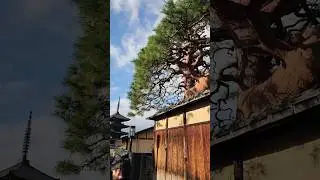 long tree in Kyoto