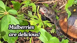 Eastern Box Turtle Eating Mulberries - Cicada Brood & Bird Noise - High Quality / Relaxing Audio