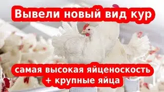 ДЕКАЛБ УРАН - ЯИЧНЫЙ ПУЛЕМЕТ 🐔 ЧАСТЬ 2