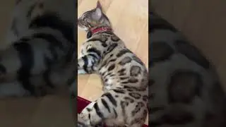 cute cats