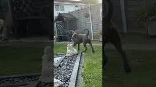 Cane Corso barking at thin air #bluecanecorso #canecorsopuppy #italianmastiff #canecorso