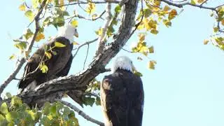 Two Bald Eagles - Tulsa River Park Trails