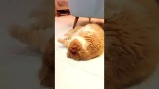 Happy Cat HappyCat#PurrfectDay#ContentKitty#CatJoy#PurrsAndCuddles#HappyPaws#CatLover#Felin