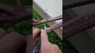 EASY TURKEY SPUR REMOVAL! #turkey #turkeyhunting #hunting #shorts