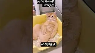 முட்டி மோதி பாக்குற#ytshorts #funny #shortvideos ##viralvideo